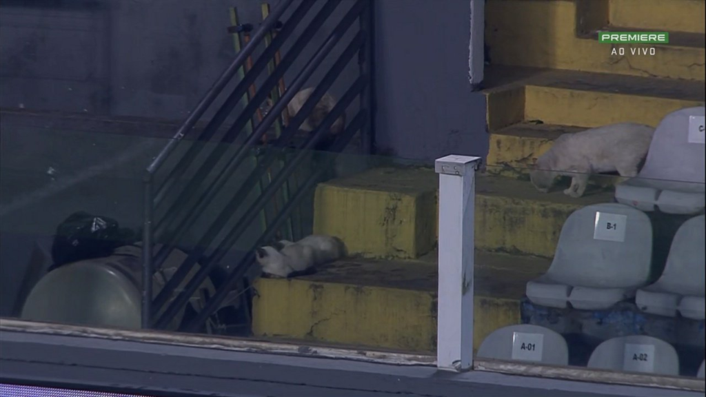 Gatos nas arquibancadas da Vila Belmiro durante Flamengo x Santos